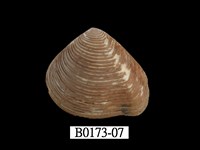 藏品(娜娜厚蛤)的圖片